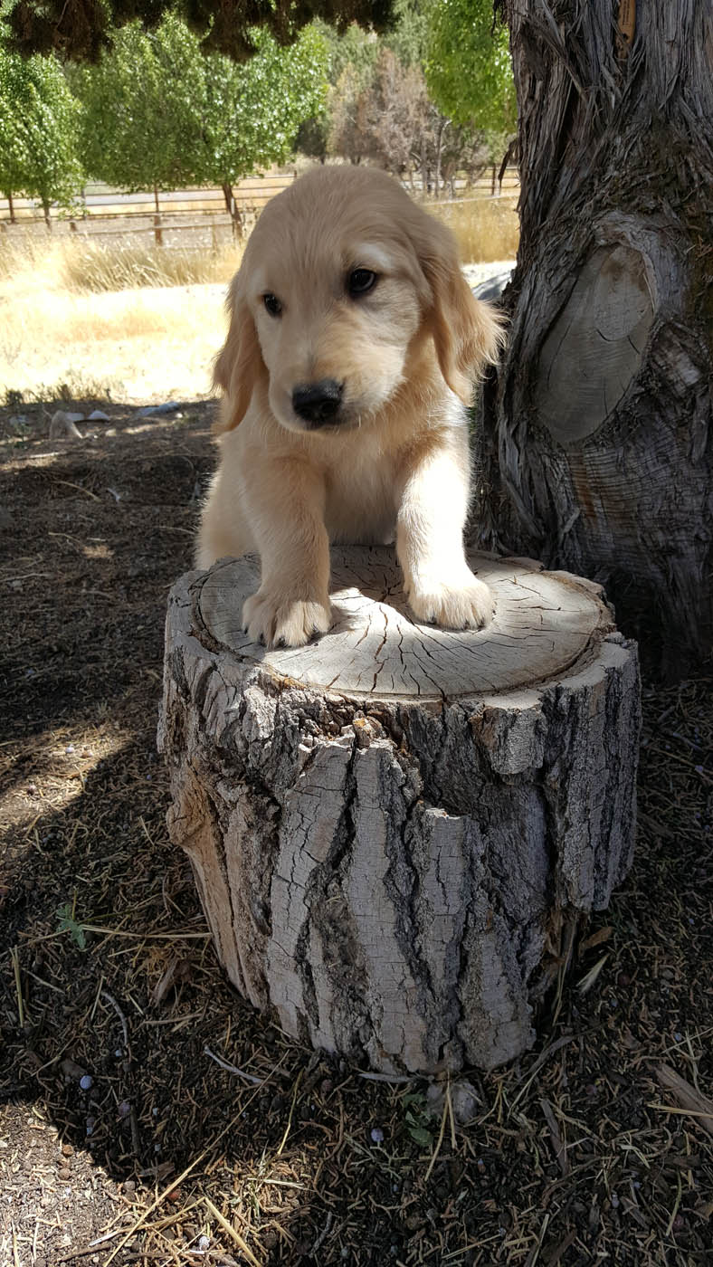 An adorable puppy being trained by the experts at Dog Training Elite - get Cincinnati puppy obedience training today.