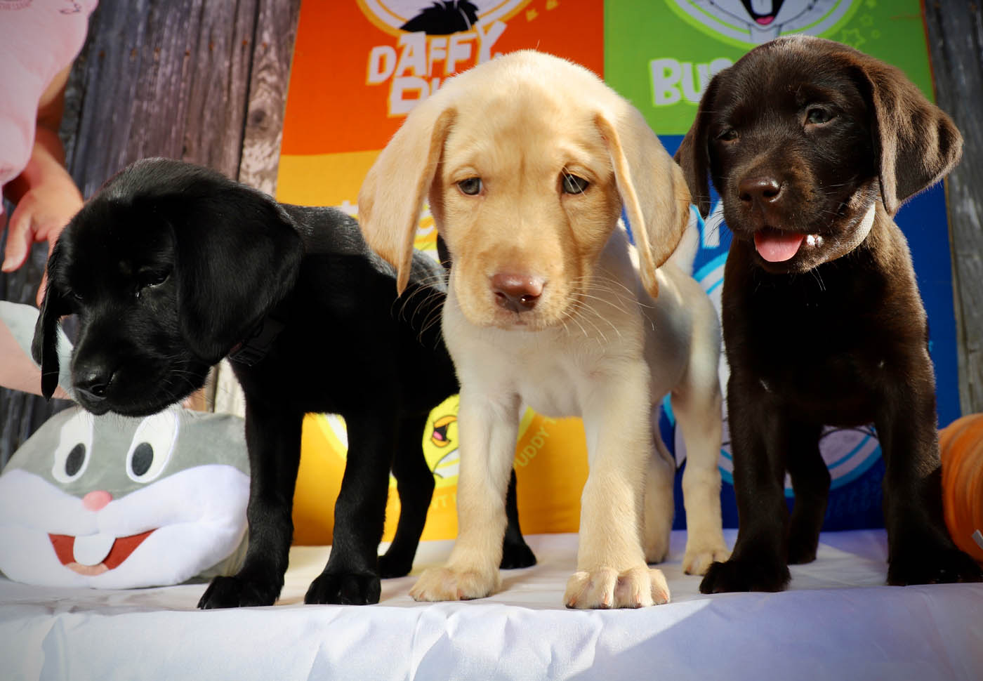 Three lab puppies experiencing new things together at Dog Training Elite's Cincinnati dog and puppy socialization classes.