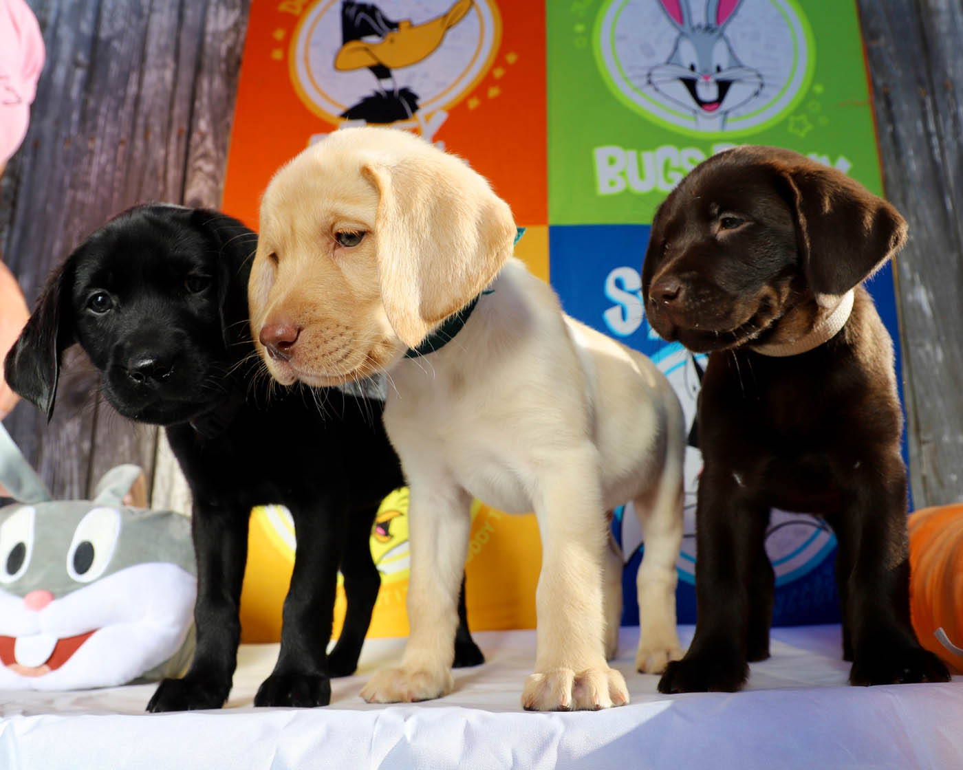 Three puppies receiving expert training from Dog Training Elite in Atlanta.