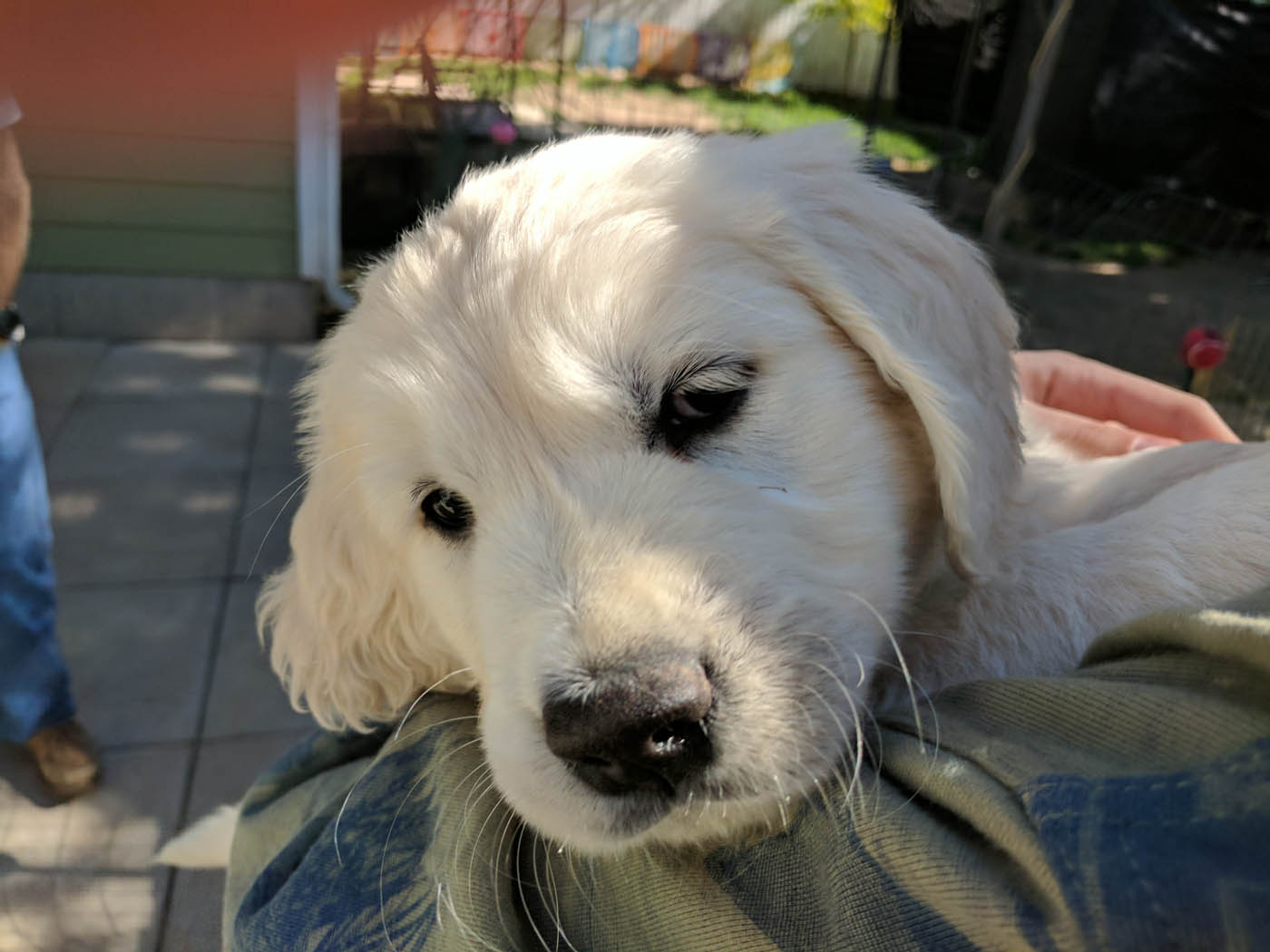 A puppy looking up at its owner during crate training in Louisville, KY with DTE.