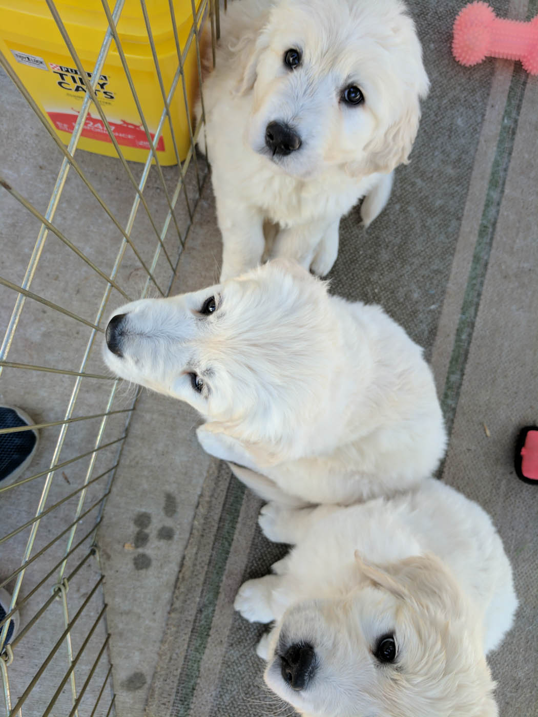 A group of puppies learning how to socialize with the experts at Dog Training Elite Reno.