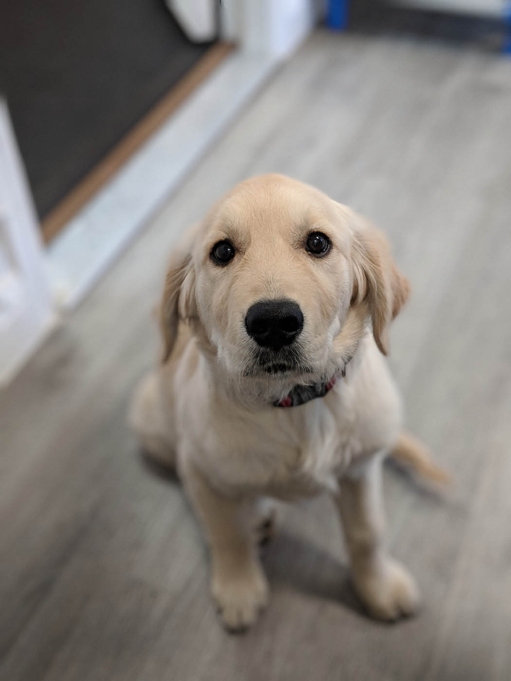 An image of an adorable puppy - get expert puppy biting training in San Antonio, TX with Dog Training Elite.