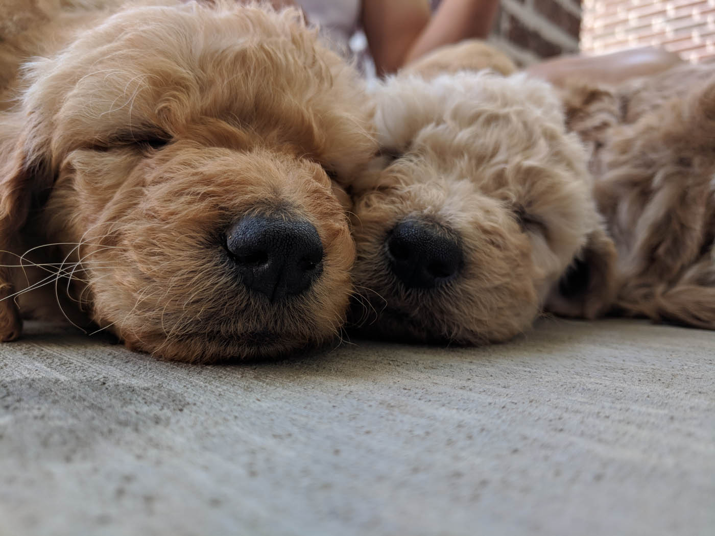 Two well-behaved puppies after training in their crates.