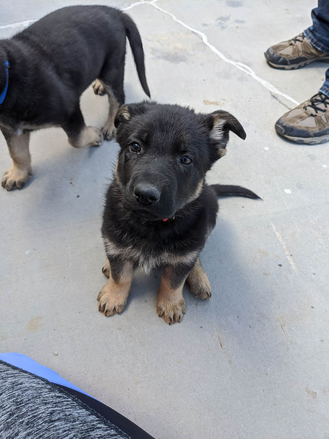 A puppy ready to start training with Dog Training Elite Carmel / Fishers.