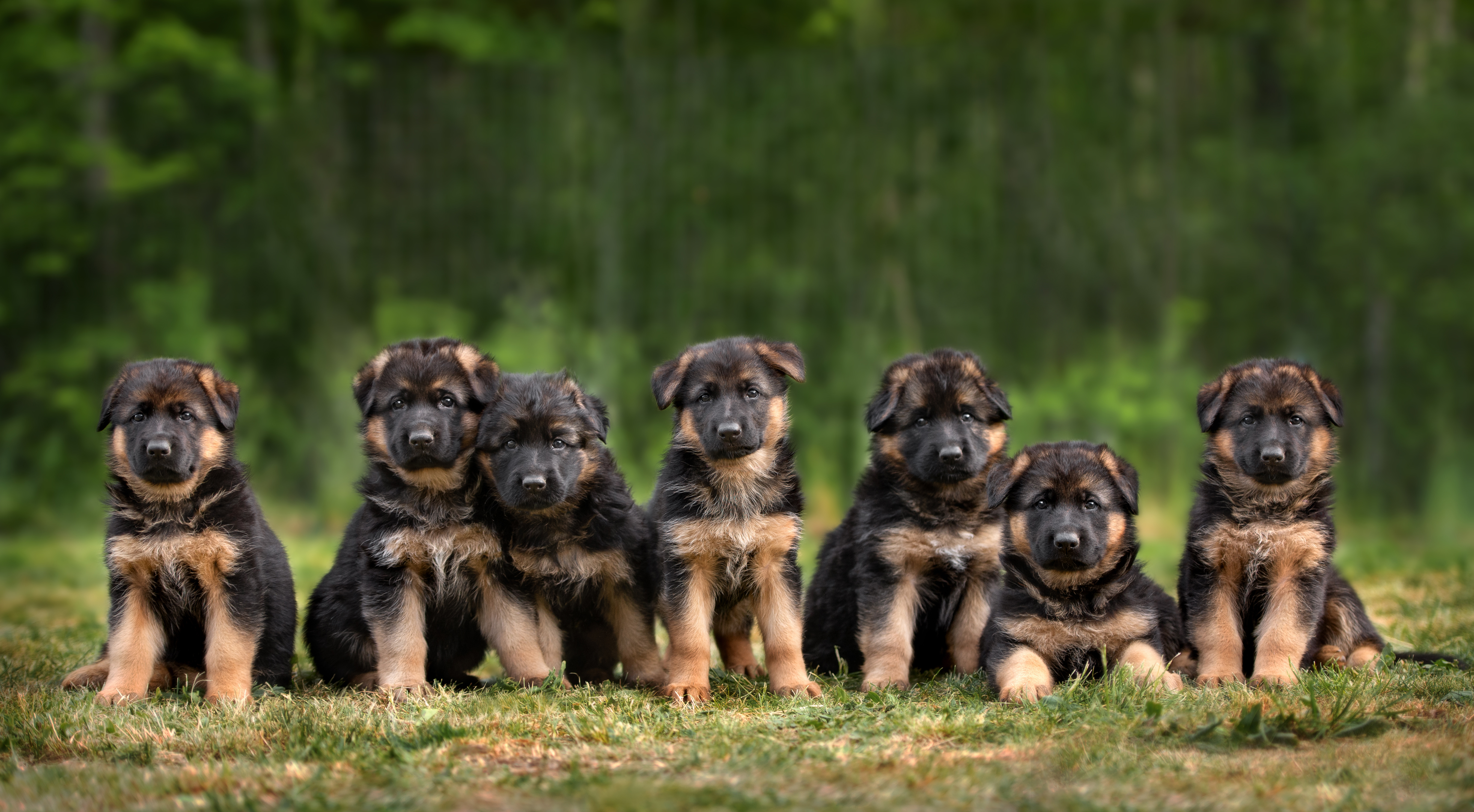 An image of multiple german shepherd puppies - our Reno german shepherd trainers ensure you pup is ready to be the best companion possible.