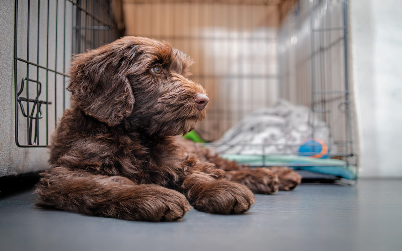 A young dog receiving puppy crate training in Katy, TX from DTE.