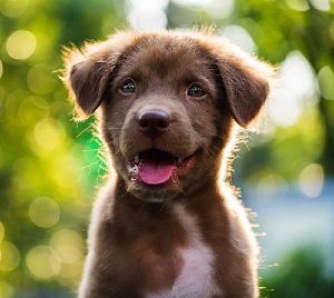 Dog Training Elite Southeast Louisiana has an award winning program in Baton Rouge, including how to get a puppy to stop biting.