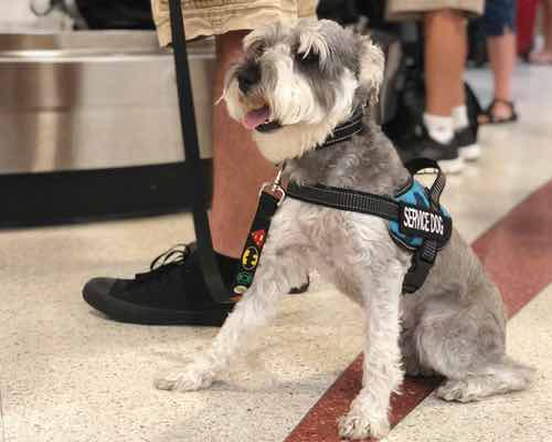 Dog Training Elite provides expert in-home dog training in Shreveport / Bossier City that targets environment specific training needs.