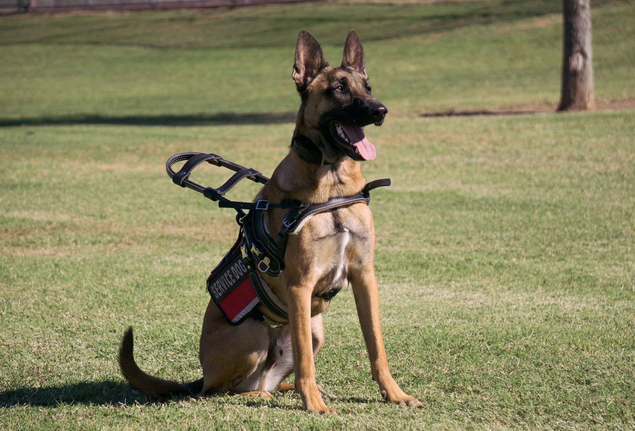 Spending Your Summer with a Service Dog in Durham and Chapel Hill