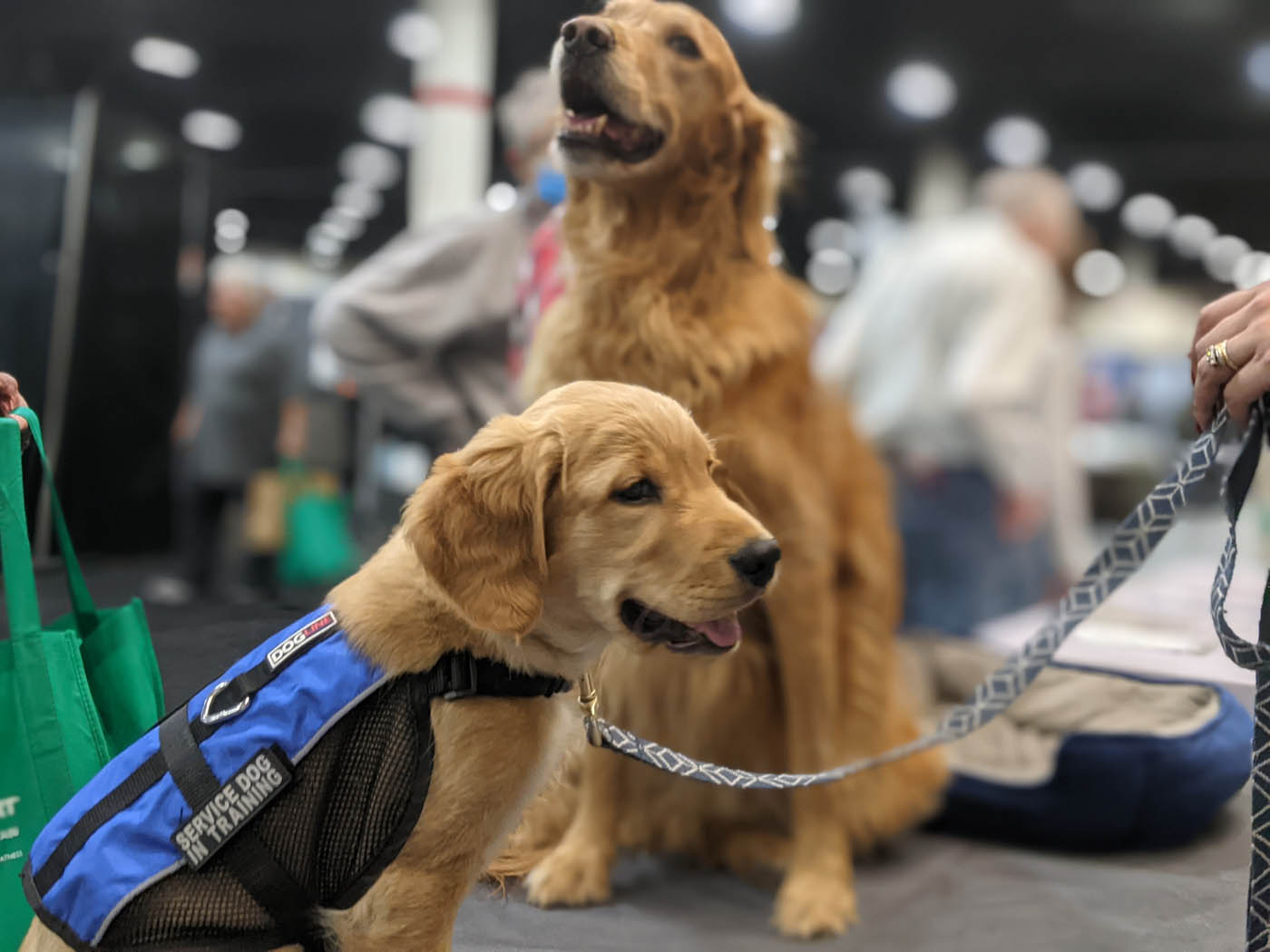 Two golden retreivers at a show demo with Dog Training Elite Northern Utah.