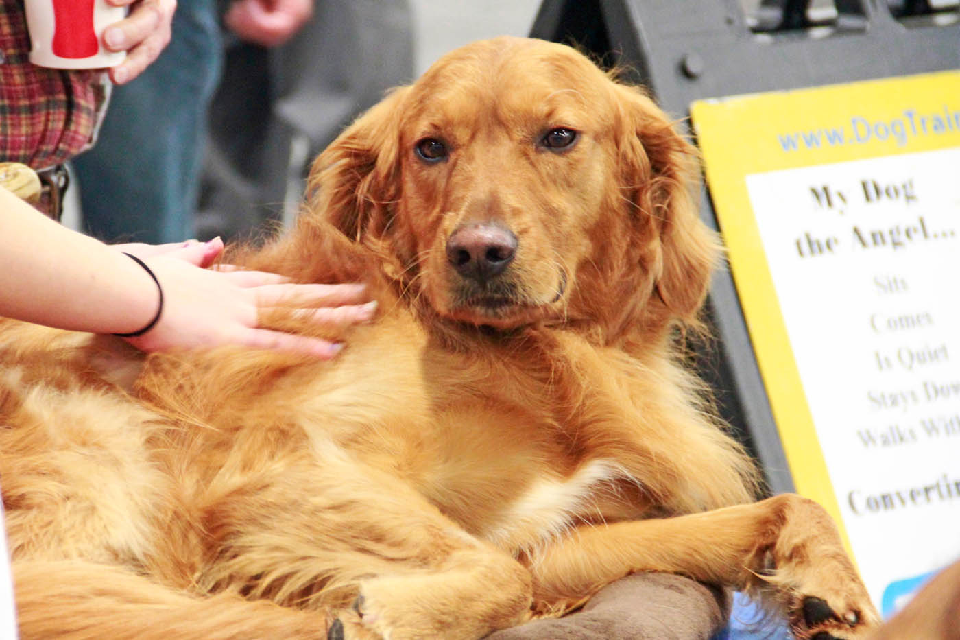 A godlen retriever at a show demo with Dog Training Elite in Atlanta, GA.