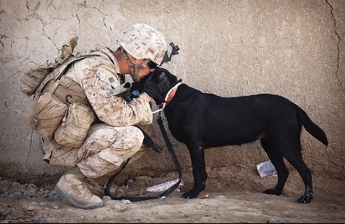 Dog Training Elite is proud to partner with The Malinois Foundation to help with training service dogs for retired military veterans in Scottsdale.