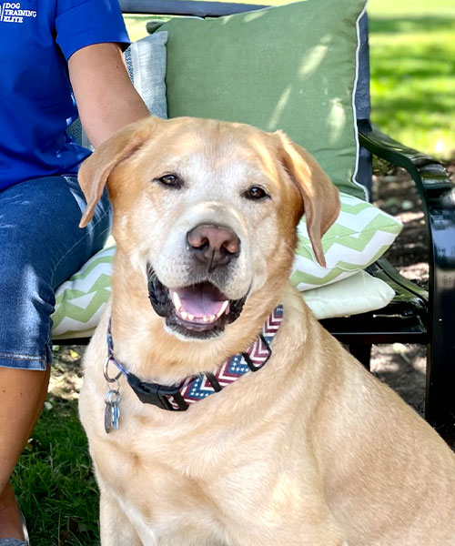 Deacon - Training Dog - Yellow Labrador Retriever