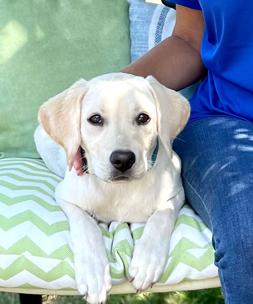 Minnie - Training Dog - Yellow Labrador Retriever