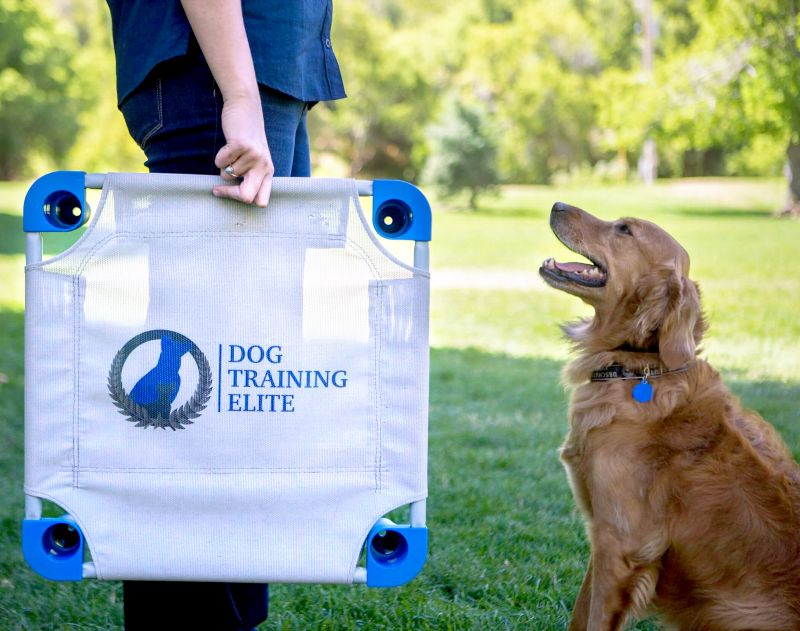 Should you open a franchise? Learn more from Dog Training Elite.