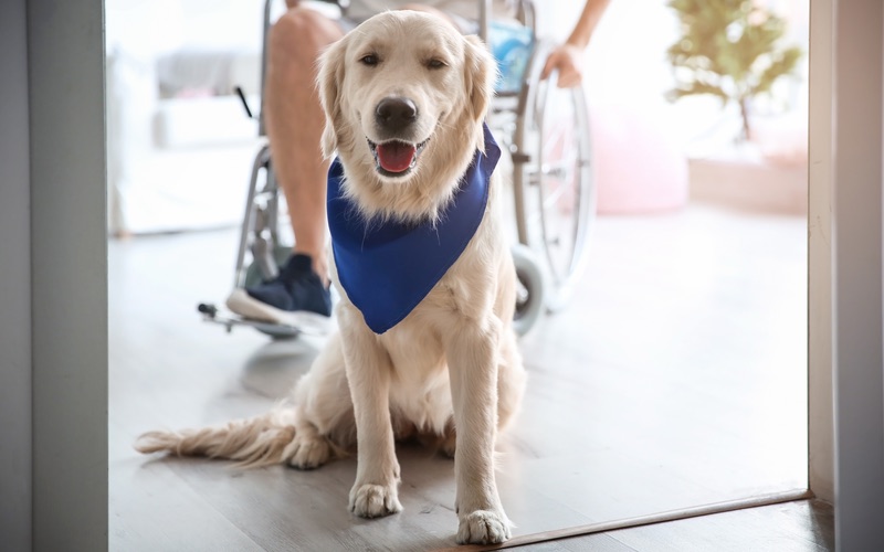 Dog Training Elite is proud to have some of the highest rated service dog trainers near you in Connecticut.
