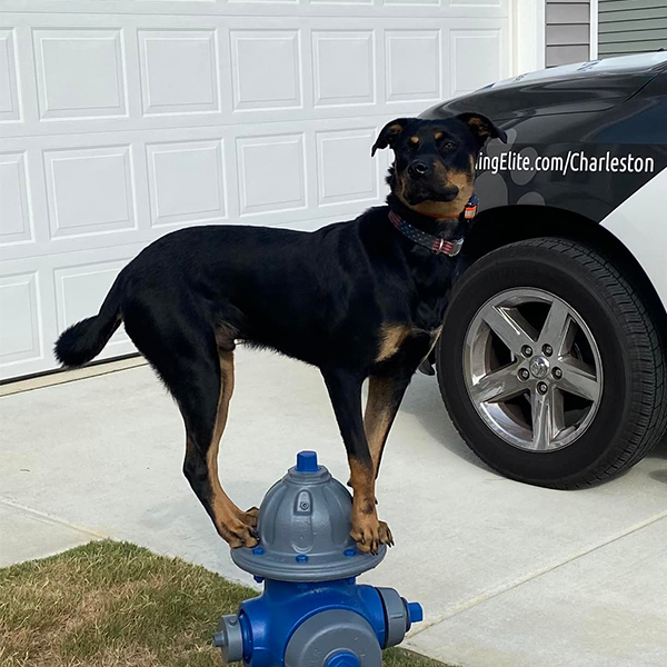 A well trained dog and their owner posing in front of a Dog Training Elite wall.