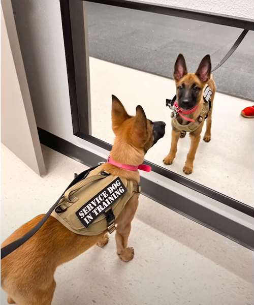 Whitley Cheatham, Training Director of Dog Training Elite &ndash; San Antonio, joined Great Day SA with her retired service dog.