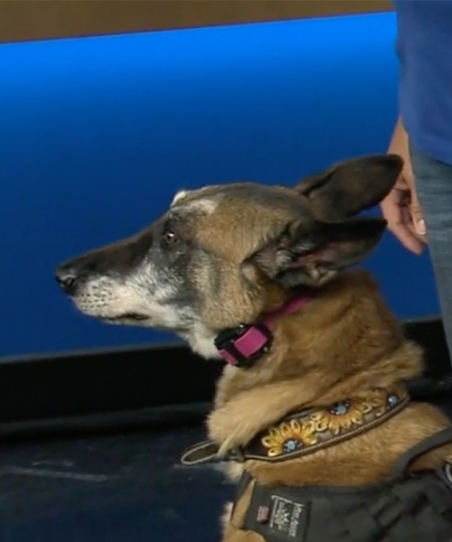 Whitley Cheatham of Dog Training Elite &ndash; San Antonio joined&nbsp;San Antonio Living&nbsp;with her dog, Flirt.