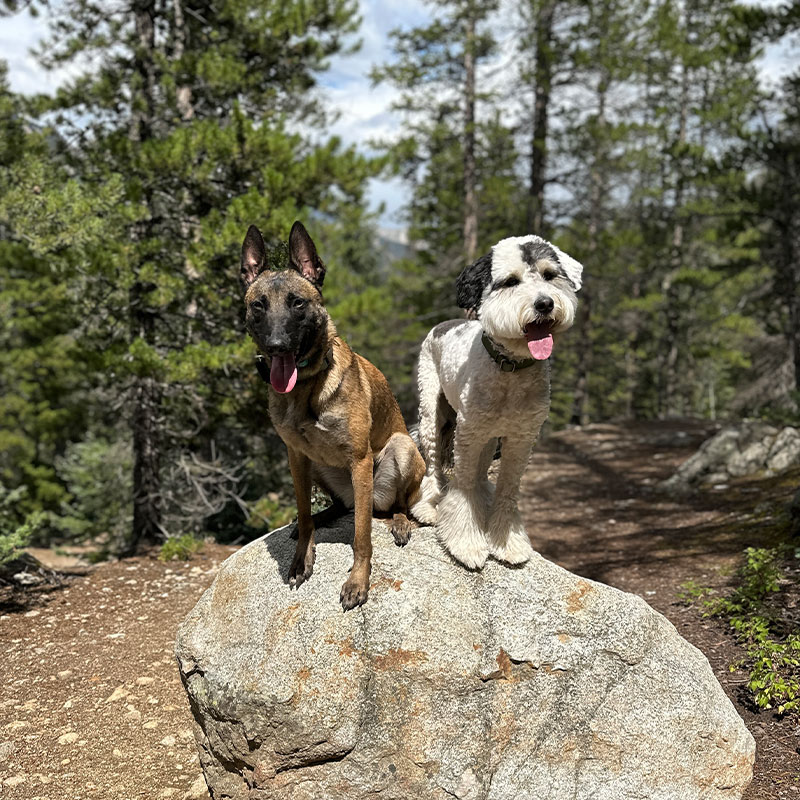 A well trained dog and their owner posing in front of a Dog Training Elite wall.