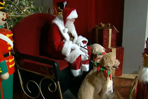 Dog Training Elite St. Louis owner Matt on Fox2 News for Holiday Hazards