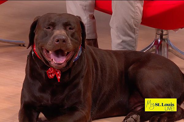 Dog Training Elite St. Louis owner Matt on Channel 4 News for New Years