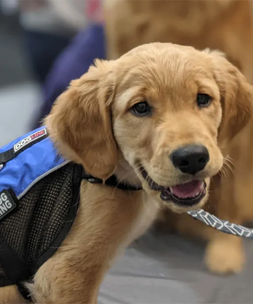 Service dog in training at Dog Training Elite Treasure Coast