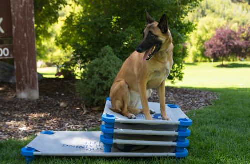 Dog Training Elite New Haven - Contact