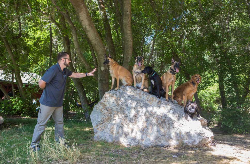 An expert Dog Training Elite trainer with dogs in Scottsdale.