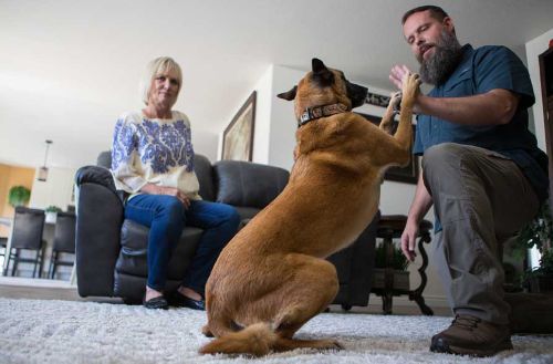 Highest Rated Dog Obedience Trainers Near You in Kenosha & Racine