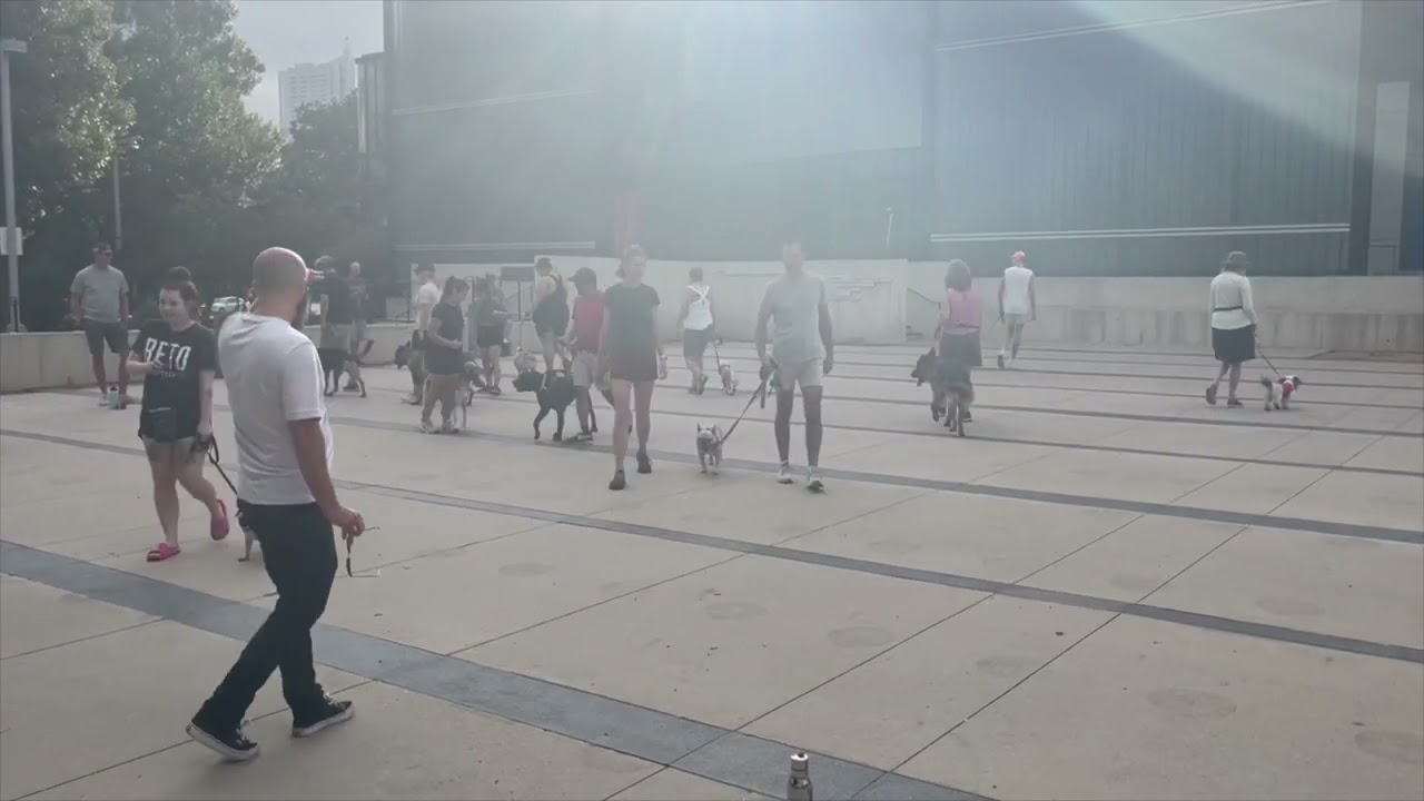 A group of dogs walking at a Dog Training Elite Reno group class