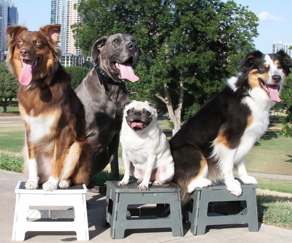Daisy, Duke, Penny & DaKine. Dog Trainer in Austin