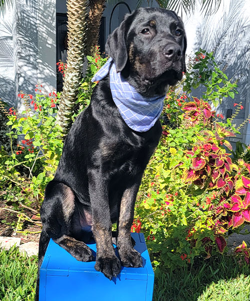  Bruno. Dog Trainer in Tampa