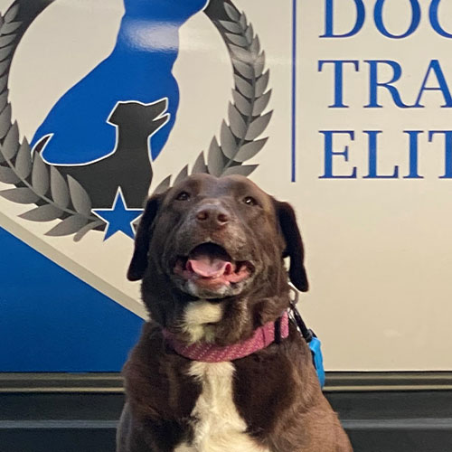 Sophie. Dog Trainer in Houston